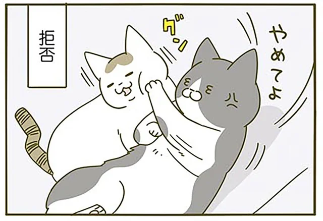 添い寝拒否、からの理不尽!? 後輩猫の行動に戸惑う先輩猫がかわいそうでかわいい
