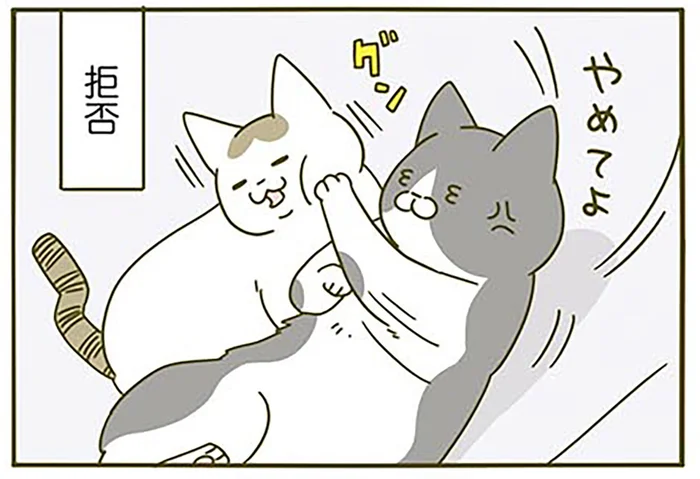 添い寝拒否、からの理不尽!? 後輩猫の行動に戸惑う先輩猫がかわいそうでかわいい