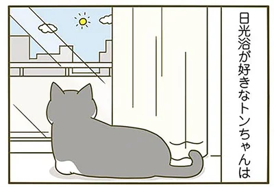 日光浴をしている猫