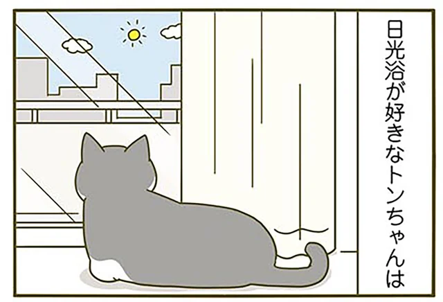 日光浴をしている猫。いい匂いを求めて行ったら「油断大敵」!?