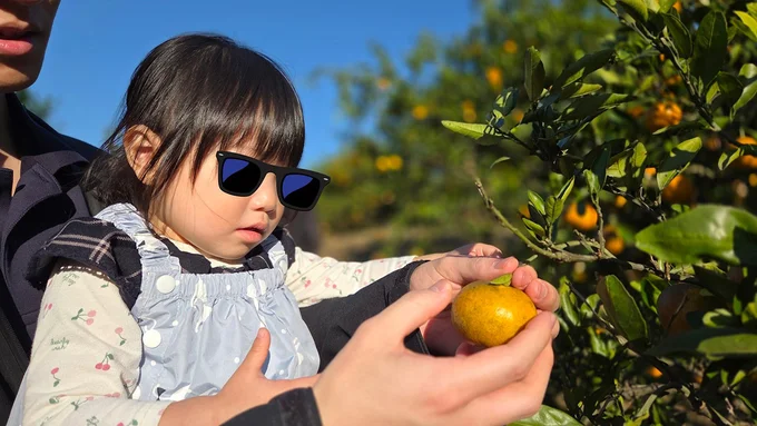 みかん狩りを楽しむ▶いっぱい食べて良いんですか!?（⇒次へ）