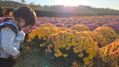 お花に興味津々！▶いっぱい実っています！（⇒次へ）