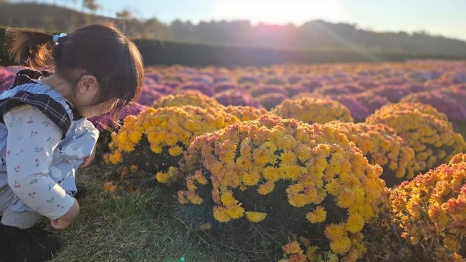お花に興味津々！▶いっぱい実っています！（⇒次へ）