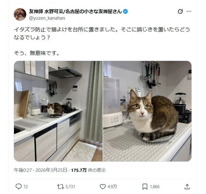 ちょこんと座るステラちゃん▶ステラちゃんが座っている場所には…（⇒次へ）