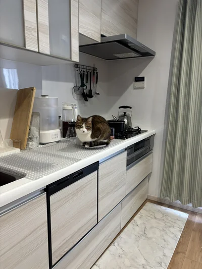 いたずら防止の猫よけを設置▶猫よけの上に鍋敷きを置くと…（⇒次へ）