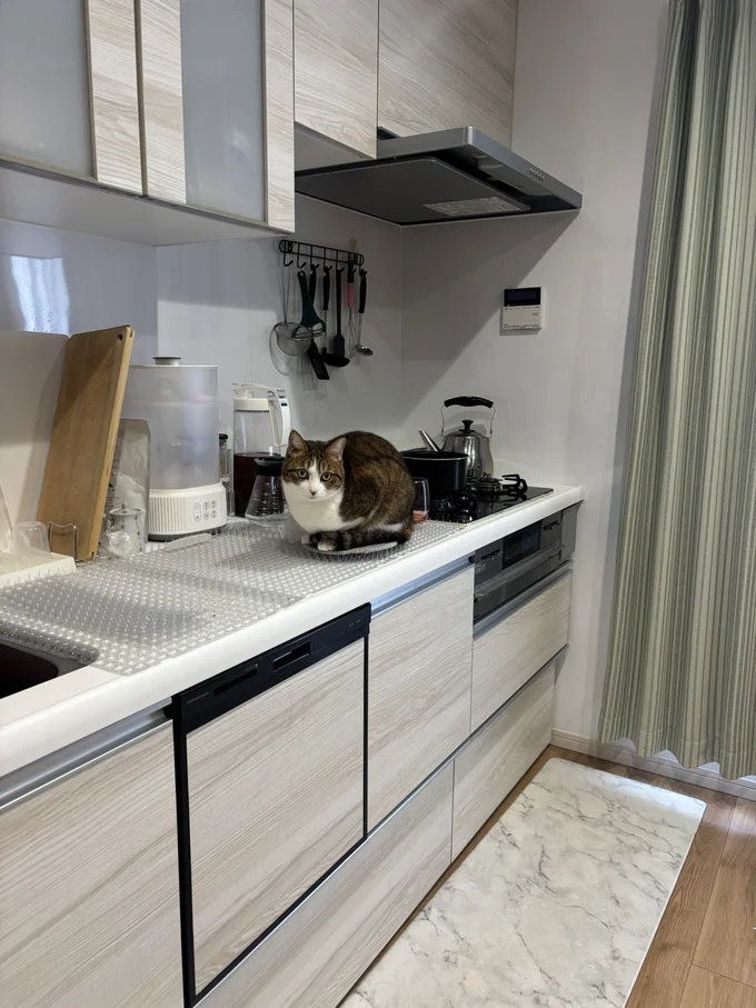 いたずら防止の猫よけを設置▶猫よけの上に鍋敷きを置くと…（⇒次へ）