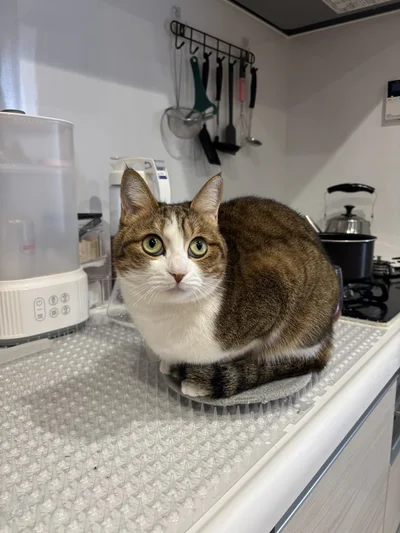 そう、無意味です▶イタズラ好きだけど、仕事の邪魔はしないというステラちゃん（⇒次へ）