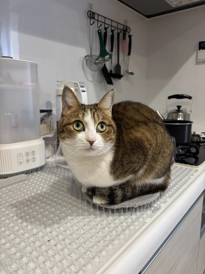 そう、無意味です▶イタズラ好きだけど、仕事の邪魔はしないというステラちゃん（⇒次へ）