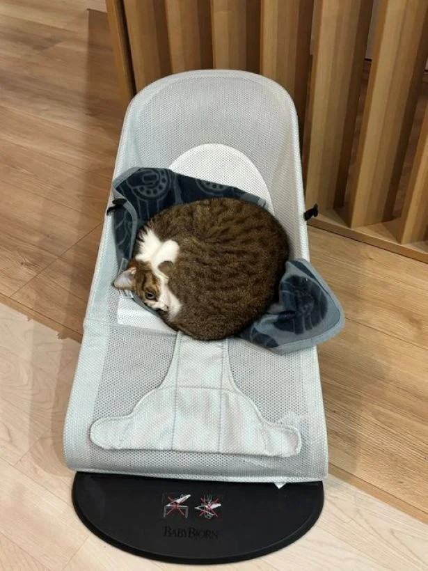 ここは私の場所！と言っているみたいですね▶「絶対どいてたまるか」という強い意志（⇒次へ）