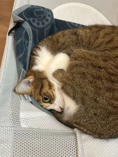 目がガチです…！▶飼い主から見た猫（⇒次へ）