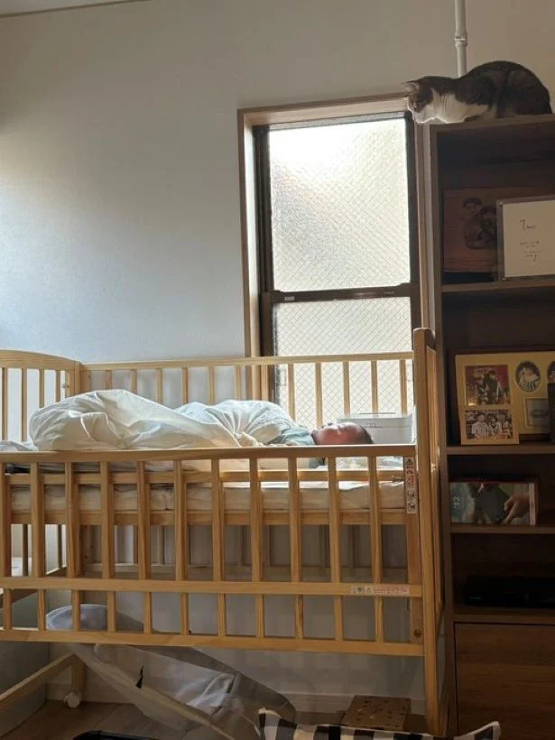 赤ちゃんを見つめるステラちゃん▶赤ちゃんから見た猫（⇒次へ）