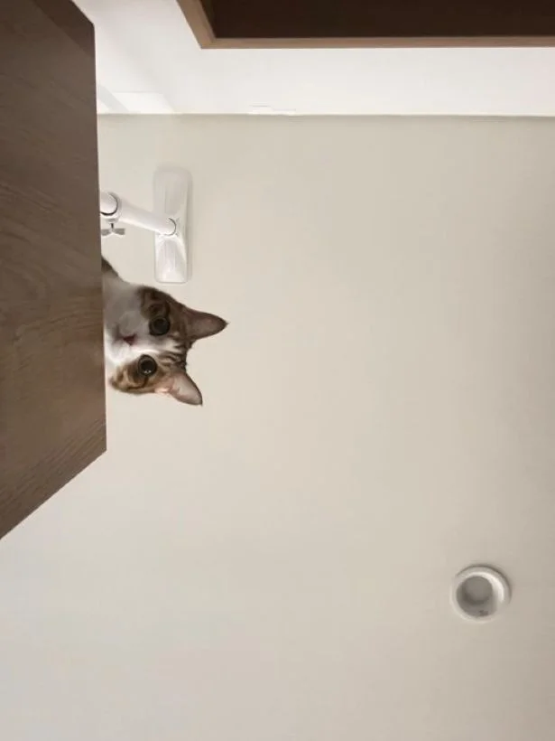 この角度、たまりませんね▶呼んでもいないと思ったら…（⇒次へ）