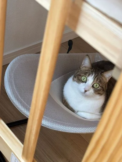 居心地がよさそうです▶自分も構ってほしいステラちゃん（⇒次へ）