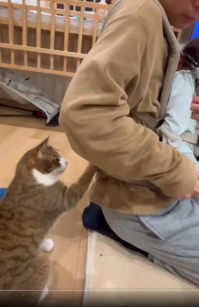 手でチョイチョイしたりとかわいいアピール！▶最後は噛んでみるステラちゃん（⇒次へ）