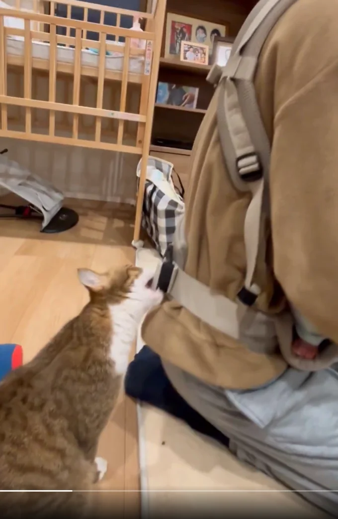 この後いっぱい遊んでもらえました▶赤ちゃんより先にバウンサーを気に入ったステラちゃん（⇒次へ）