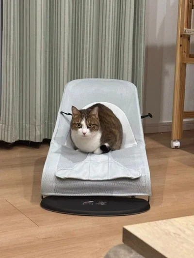 猫用だと疑わない様子▶夏毛のしゅっとしたステラちゃん（⇒次へ）