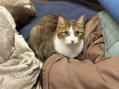 猫よけの上に鍋敷きを置いた結果…愛猫の意外な姿に「特等席？」「ドヤ顔？」