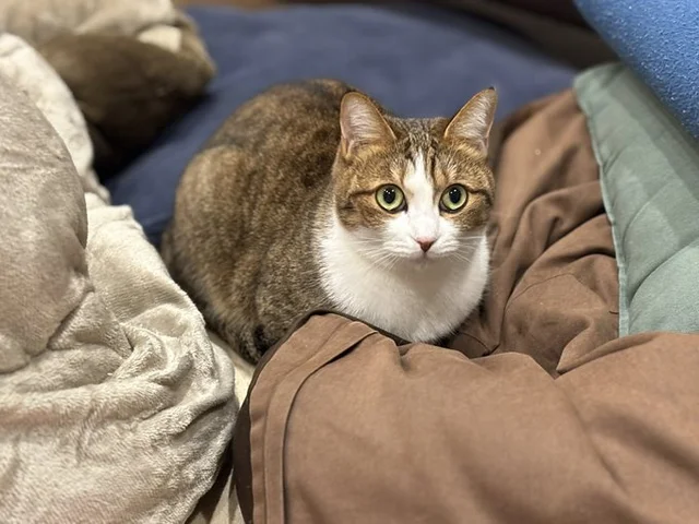 猫よけの上に鍋敷きを置いた結果…愛猫の意外な姿に「特等席？」「ドヤ顔？」