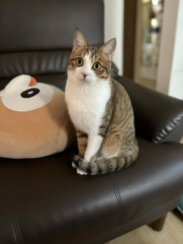 キリっとした表情が美しいですね▶（⇒次からは、自由気ままな猫のぽんたと、振り回されっぱなしの飼い主の日常を描いた人気マンガ『鴻池剛と猫のぽんた ニャアアアン！1』が読めます）