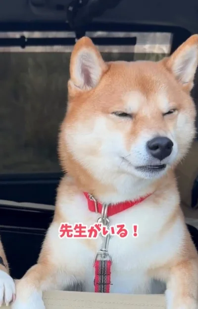 ドッグトレーナーの先生を発見！（⇒次へ）