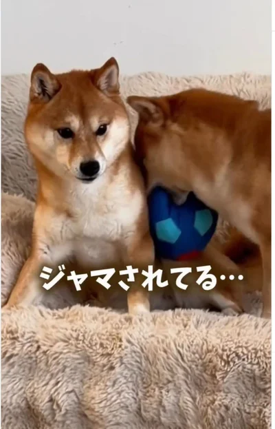 ボールを奪われてしまった▶はなちゃんが逃げると…（⇒次へ）