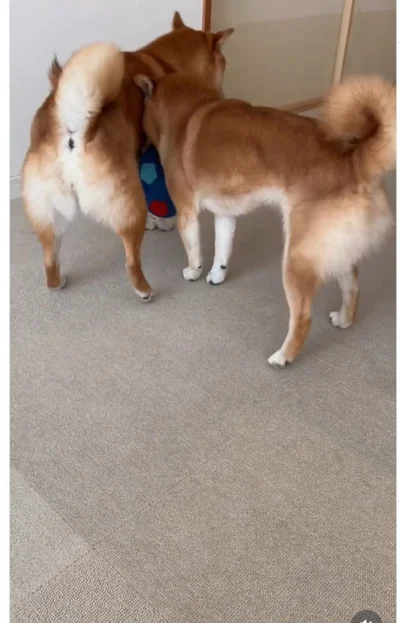 すぐに追いかけられる▶部屋の隅で…（⇒次へ）