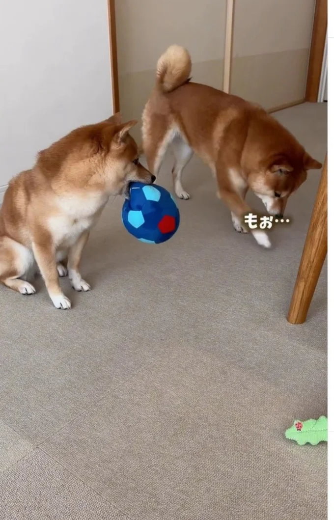 「もぉ…」といった表情のはなちゃん▶まるちゃんは…（⇒次へ）