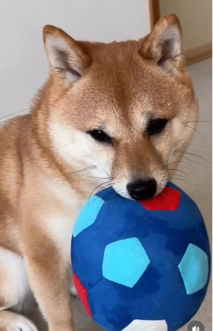 遊んでほしかったという表情▶おやつタイムでは…（⇒次へ）