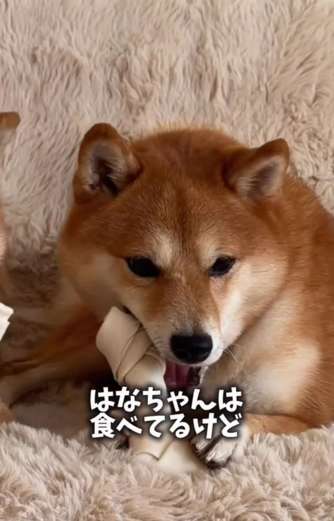 上手にカミカミ▶まるちゃんは…（⇒次へ）