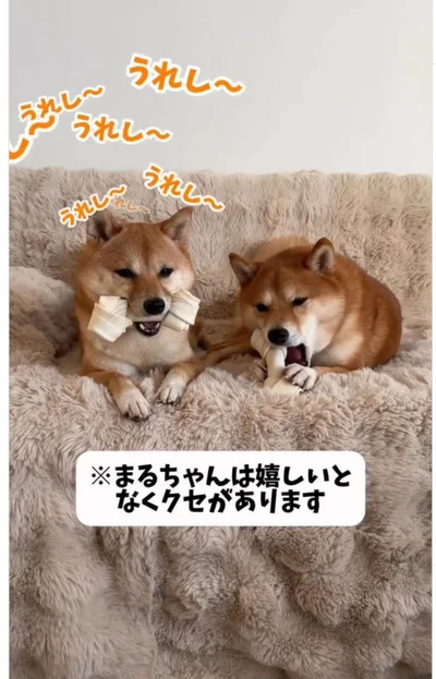 嬉しくて鳴く、まるちゃん▶ひたすら鳴き続け…（⇒次へ）