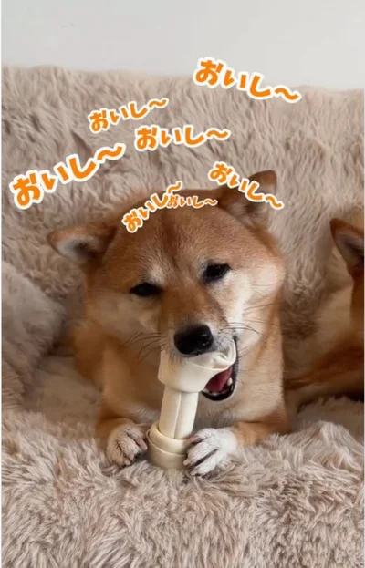 ようやくガムをカミカミ▶ガムに夢中になりすぎて…（⇒次へ）