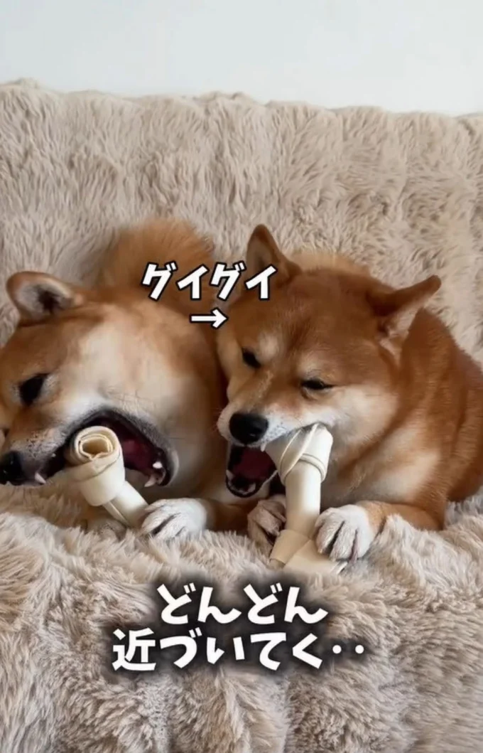 隣のはなちゃんにグイグイ接近▶トレーニングの様子（⇒次へ）