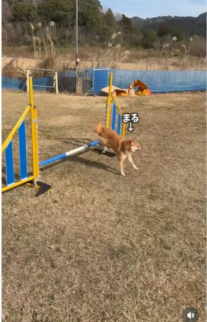 ぐんぐん上達している▶（次画像からマイペースな柴犬のコミックエッセイ『柴犬ぽんちゃん、今日もわが道を行く』が読めます）