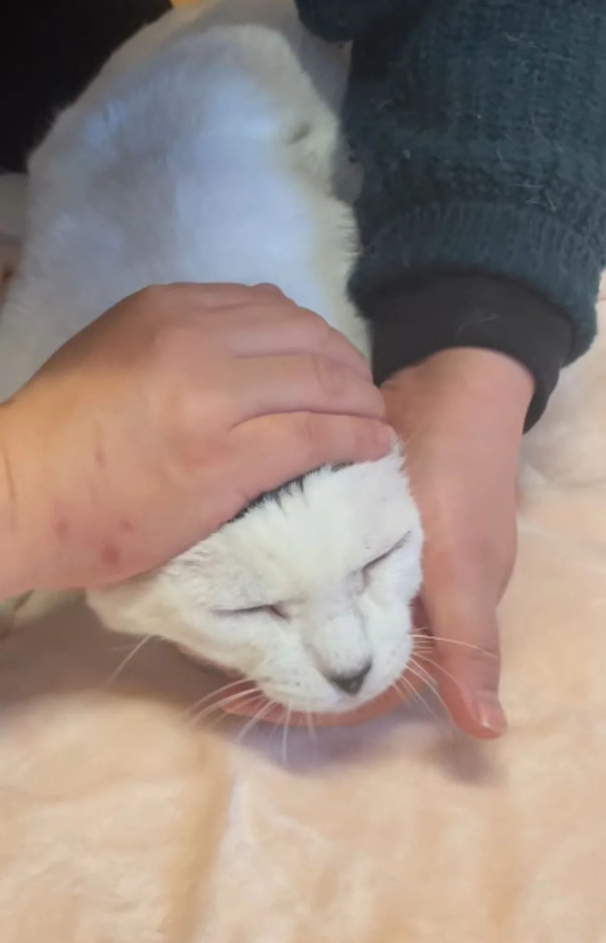 「頭に海苔のってます？」特徴的な頭の模様の白ネコ。子猫たちにも遺伝して - レタスクラブ