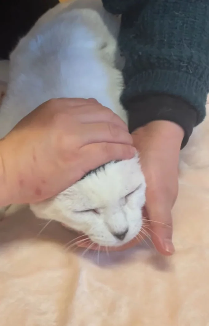 めずらしい頭の模様を持つ「磯辺海苔男（いそべのりお）くん」（⇒次へ）