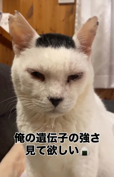 まるで磯辺焼の海苔をのせたかのよう（⇒次へ）