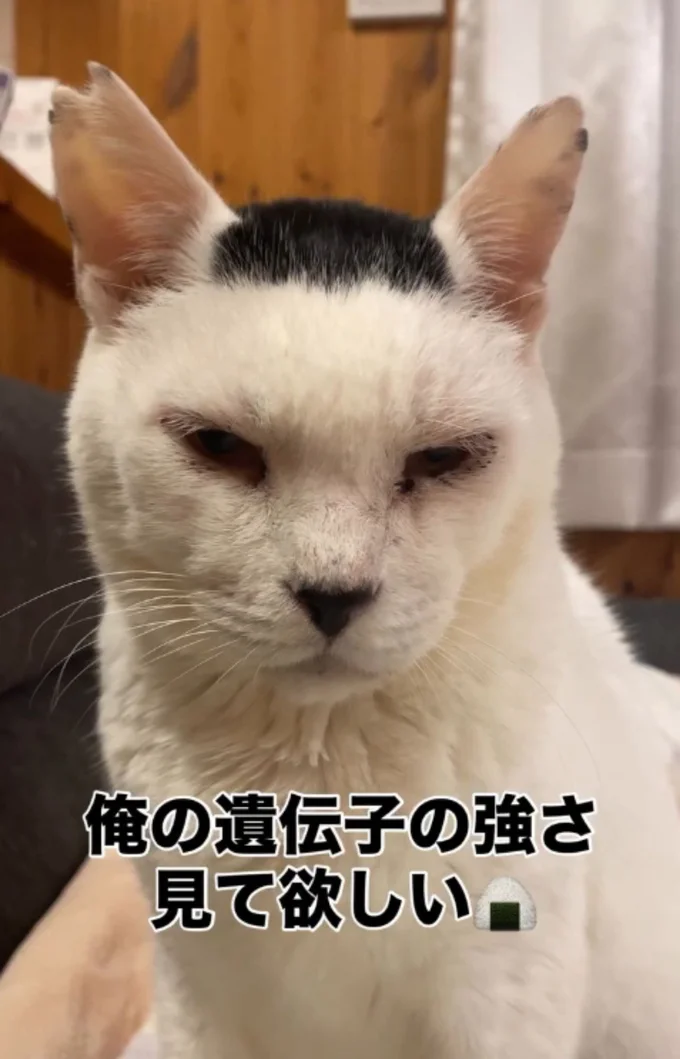 まるで磯辺焼の海苔をのせたかのよう（⇒次へ）