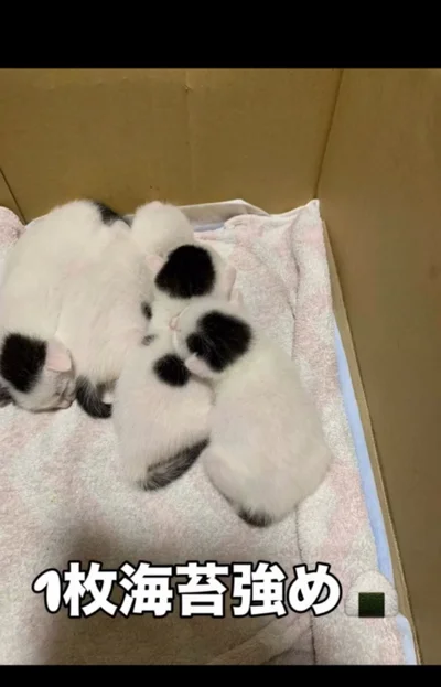 海苔模様を受け継ぐ子どもたち▶海苔男くんにそっくりすぎる子ネコたちの様子（⇒次へ）