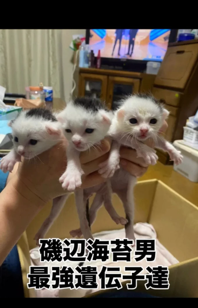 3匹ともそっくり▶海苔男くんの日常（⇒次へ）