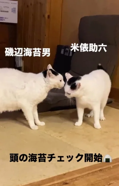 お互いの海苔模様のチェック▶やさしい一面も…（⇒次へ）