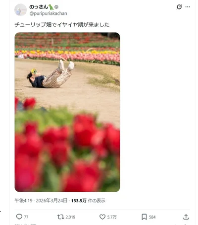 チューリップ畑でイヤイヤ期が来ました▶色とりどりのチューリップ畑の道の真ん中には…（⇒次へ）