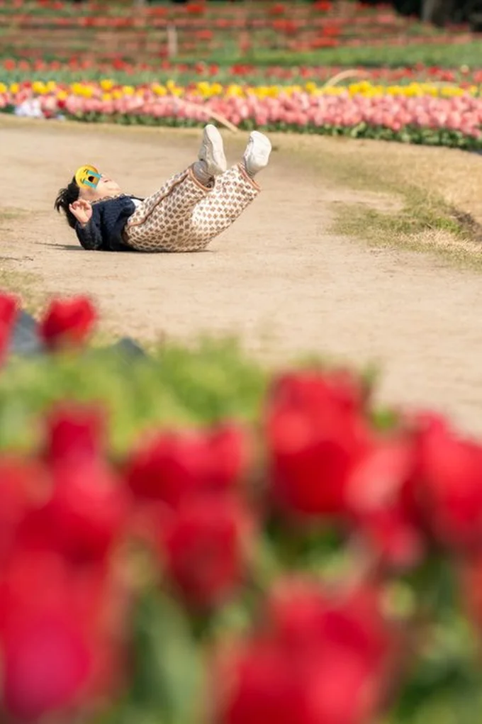 チューリップ畑で寝ころんで全力でイヤイヤしている息子さん！▶イヤイヤした後は…（⇒次へ）