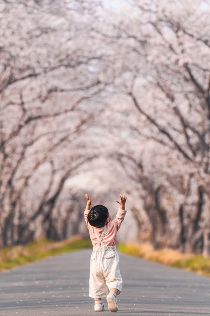 桜に手を伸ばす息子さん▶イヤイヤする前は楽しそうにしていました（⇒次へ）
