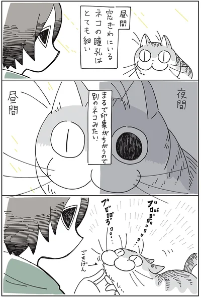 別のネコみたい