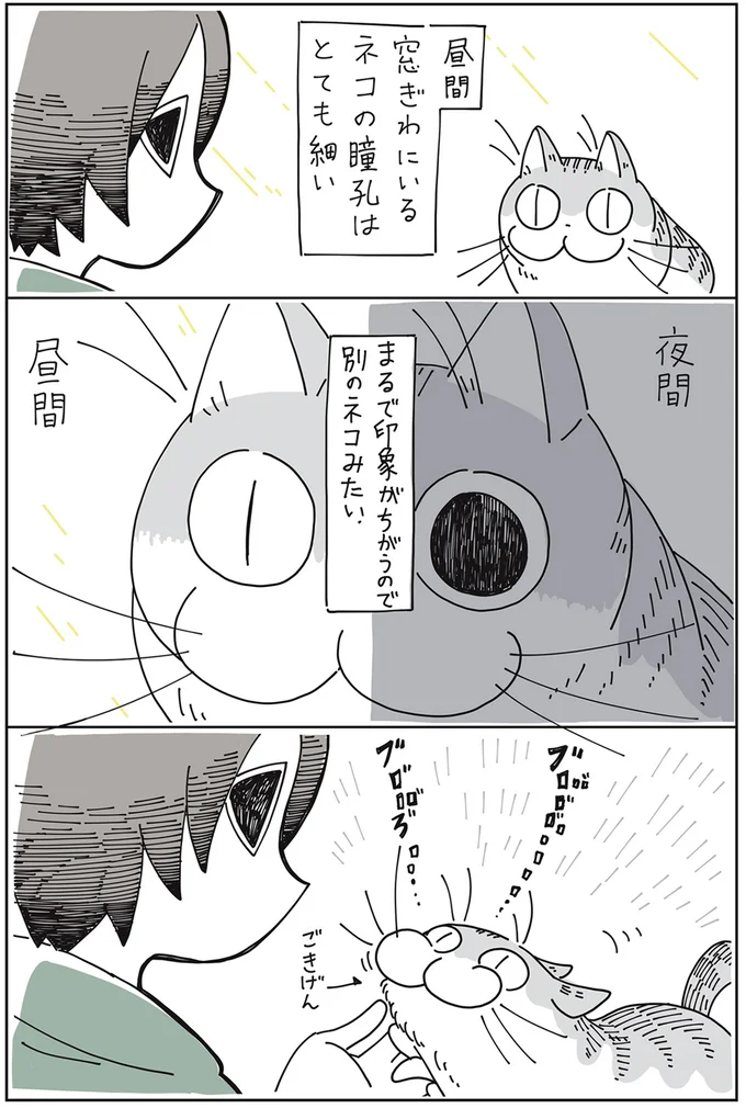 別のネコみたい
