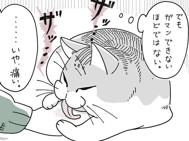 嬉しいけど、痛いんだよなぁ。おそらく愛情をもってグルーミングしてくれる猫