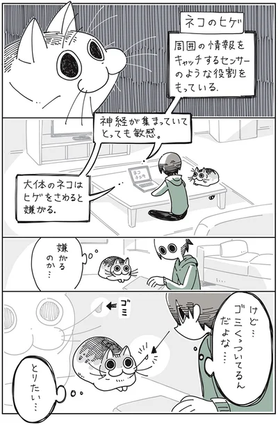 ネコのヒゲ