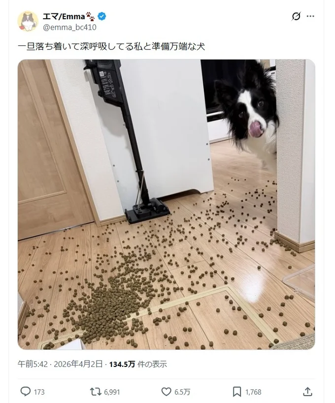 深呼吸する飼い主と準備万端な犬▶指示を待つエマちゃん（⇒次へ）