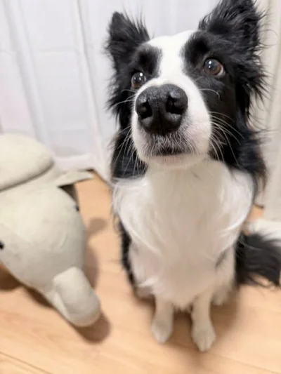お誕生日おめでとう♪▶次画像からは「うちの犬」だいすきショートコメディ『あしょんでよッ〜うちの犬ログ〜10』が読めます