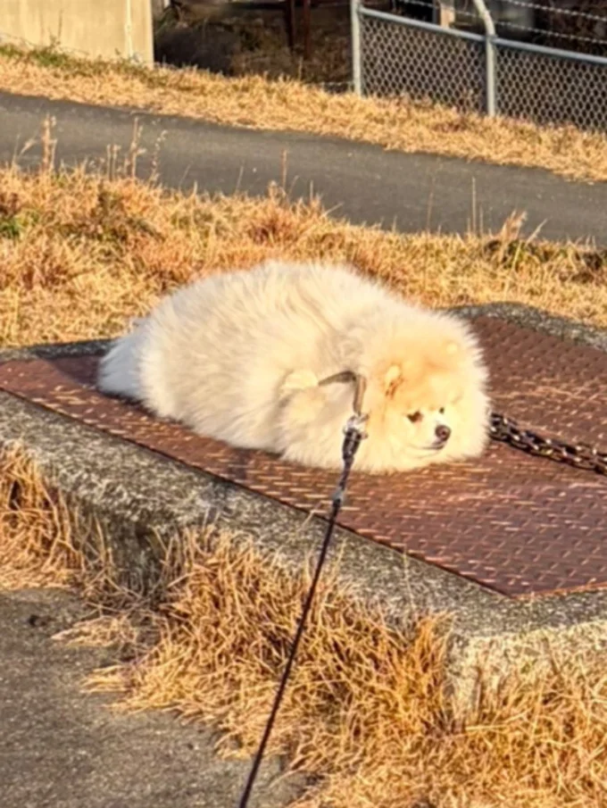 すねポメラニアン▶すねモードのちくわちゃんをもっと見る（⇒次へ）
